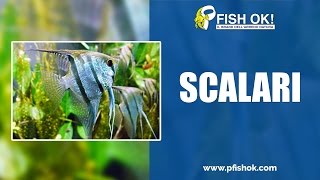 Scalari in riproduzione Pesci Acqua dolce nei Negozi Fish Ok [upl. by Eirrab408]