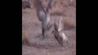 Sharptail grouse fighting on dancing ground [upl. by Birchard459]