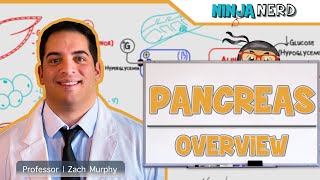 Endocrinology  Pancreas Overview [upl. by Vardon]