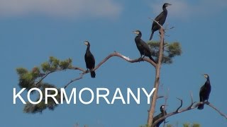 KORMORANY [upl. by Tnomyar508]