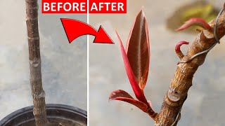 SECRET to FORCE Rubber Plant BRANCH Out Without Pruning [upl. by Ojiram]