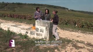 Understanding Vosne Romanée with Anne Gros [upl. by Goodill]