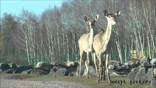 Monde Sauvage Safari Parc [upl. by Winou758]