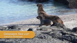 Galapagos Sea Lion Facts [upl. by Brinson]