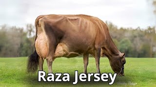 Raza de Ganado Jersey usos Origen y características [upl. by Nerti279]