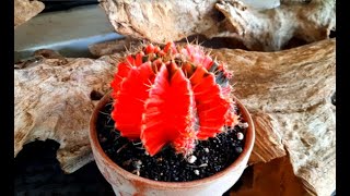 Sharing more of my variegated gymnocalycium potted in clay pot part 2 [upl. by Deane]