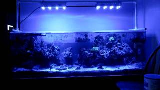 DIY CREE LED Aquarium Light [upl. by Eli]