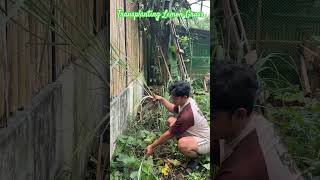 Lemon Grass for healthy living lemongrass tanglad farming [upl. by Rednav]