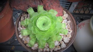 HOW TO GROW GREENOVIA  The Mountain Rose Succulent [upl. by Eelanna]