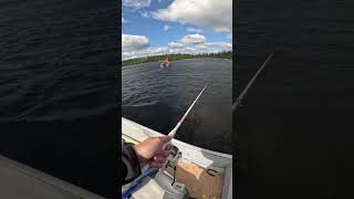 Walleye landed bigfishenergy fishing walleyefishing [upl. by Tiffie]