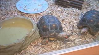 Red Footed Tortoises for Sale  Clipsley Pets amp Aquatics [upl. by Oswin]