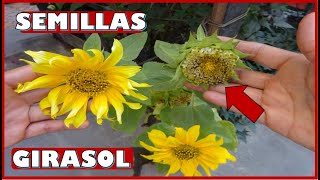 COMO OBTENER SEMILLAS DE GIRASOL DE FORMA CASERA [upl. by Kassey742]