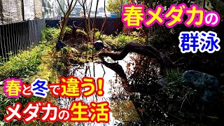 春メダカが群泳する水溜まりビオトープ！ 春のメダカと冬のメダカを比較！ 数十匹のメダカと数百匹のスジエビが混泳できる生態系ビオトープ [upl. by Aisatnaf]