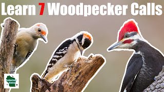 Learn 7 Common Woodpecker Calls Eastern North America [upl. by Neevan]