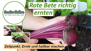 Rote Bete richtig ernten🤏 den passenden Zeitpunkt erkennen 🔍 und Tipps 💡 zum Haltbarmachen [upl. by Portland]