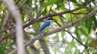 White Collared Kingfisher Philippines [upl. by Rubina]