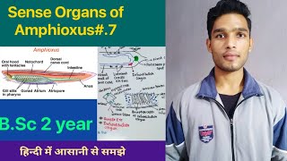 Sense organs of Amphioxus  Branchiostoma  BSc 3rd Year Zoology 5th Semester Second paper [upl. by Fred]