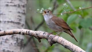 BÜLBÜL  Common Nightingale  Luscinia megarhynchos [upl. by Bever]