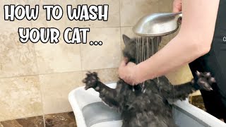 How To Bathe a Cat No Stress🙀 Wash a Cat to Get rid of Fleas in the House or Cat British Shorthair [upl. by Belac261]