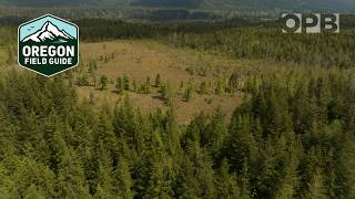 A mysterious rare bog is full of surprises on Washington’s Olympic Peninsula  Oregon Field Guide [upl. by Heck]