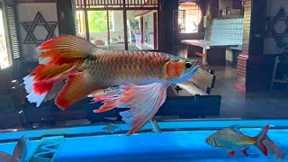 Most Beautiful Arowana With Long Tail  Best Types of Arowana [upl. by Daniele665]