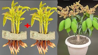 SYNTHESIS OF SUPER UNIQUE TECHNIQUES propagating mango trees in super simple ways [upl. by Holman]