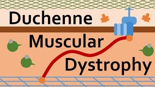 Duchenne Muscular Dystrophy and Dystrophin [upl. by Biggs]