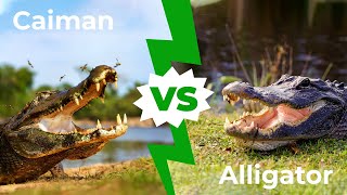 Caiman VS Alligator  The 5 Main Differences Explained [upl. by Otreblasiul289]