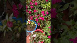 Chinese Balsam for sale ☎️7902342771 indoorgreen houseplants flowers greengarden trending [upl. by Arther]