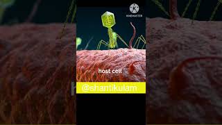 How Bacteriophage infect bacteria life cycle of bacteriophage neet2025 science compitativeexams [upl. by Enilrac]