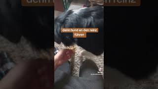 Hund an reinz gewöhnen hundetraining hundevideos hundefreunde [upl. by Hoban]