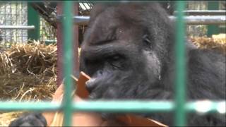 Kifu the Silverback Gorilla  Howletts Wild Animal Park UK  2010 Gorilla [upl. by Zinnes]