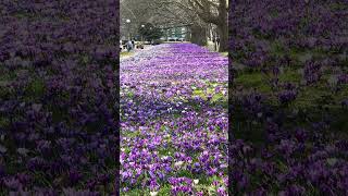 Purple Crocuses  Fioletowe Krokusy Crocuses Purple POLAND [upl. by Atiraj]