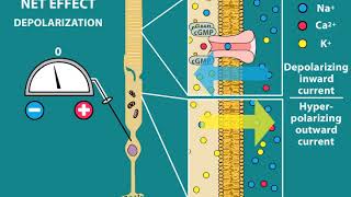 The phototransduction cascade  Processing the Environment  MCAT  Khan Academy [upl. by Vogel956]