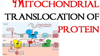 Mitochondrial translocation of proteins [upl. by Liek930]