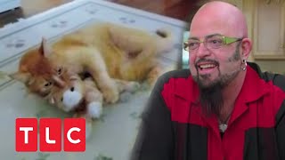 Der Katzenflüsterer  Kater Tonys spezielles Spielzeug  TLC Deutschland [upl. by Anicnarf]