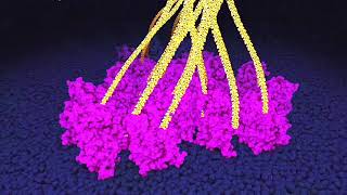 Cellulose synthesis by plant cells Powers of ten zoom [upl. by Arramahs782]