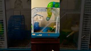 My hamsters cage [upl. by Anyela]