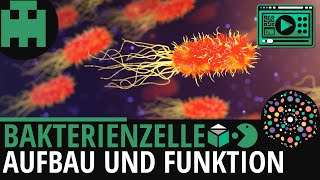 Bakterienzelle Aufbau │Biologie Lernvideo Learning Level Up [upl. by Attehcram644]