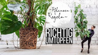 PFLANZEN richtig UMTOPFEN 🌱👍  ⚠️ 8 REGELN ⚠️Diese Fehler solltest du unbedingt vermeiden 😱 [upl. by Nafis]