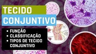 Tecido Conjuntivo  Histologia  Aula  Histologia atualizado 2021 [upl. by Letsyrhc]