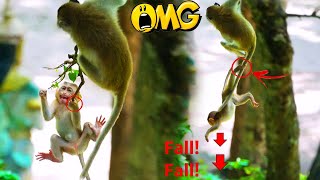 Oh my God P00R Sariki baby monkey was another monkey forced to jump of the tree [upl. by Dareg]