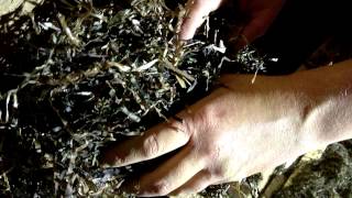 Seaweed  Eelgrass for insulation [upl. by Schmitz]