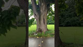 What is a Catalpa tree nature [upl. by Aihsemak225]