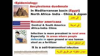 Ancylostoma amp Necator GIT module Dr khaled habib [upl. by Aushoj]