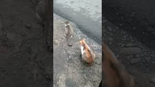 kucing mau nyebrang shortvideo catloverpecintakucingkampungimut pagi hari [upl. by Etnoval318]