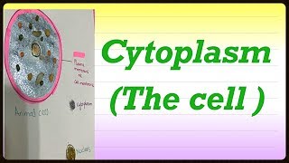 Cytoplasm Structure and Function  Protoplasm  Ectoplasm  Endoplasm  Nucleoplasm  Cytosol [upl. by Hinze]