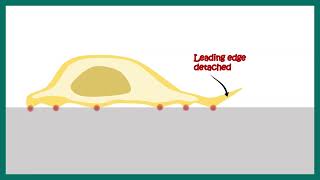 Signaling in cell locomotion [upl. by Edivad]