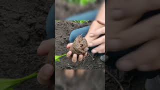 കവുങ്ങ് തൈകൾ നടുന്ന രീതി  Arecanut Saplings Planting Method  Chunkapura Nursery tips [upl. by Per21]