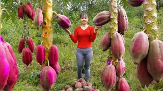 Harvesting Jackfruit amp Chili Goes To Market Sell Cook Rice In Bamboo Tube  Tiểu Vân Daily Life [upl. by Swithin16]